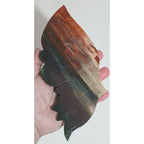 Close view of red black and cream bands on an agate butterfly wing