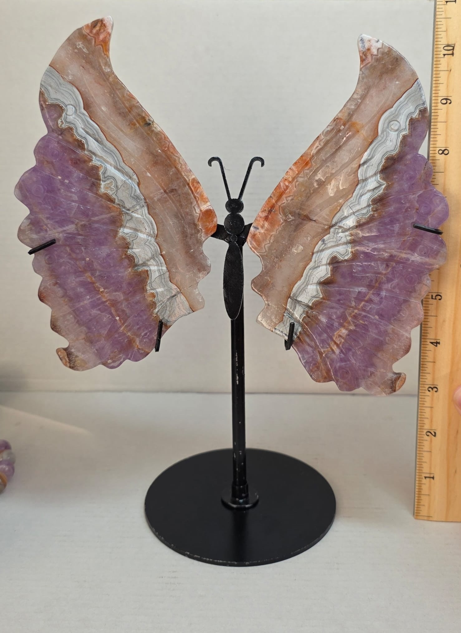 Butterfly wing set on black stand with size scale, purple and cream banding